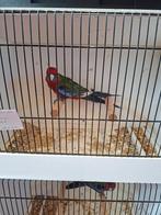 pennant parkieten, Dieren en Toebehoren, Vogels | Parkieten en Papegaaien