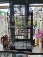 Kanari man met grote kooi, Dieren en Toebehoren, Vogels | Kanaries, Mannelijk, Zangkanarie
