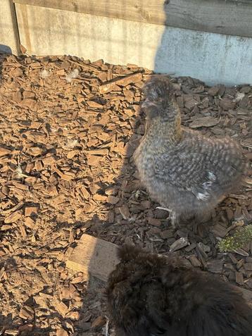 Zijdehoenders beschikbaar voor biedingen