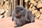 NHD blauwe rammelaar, Dieren en Toebehoren, Konijnen, Mannelijk, Dwerg, Hangoor, 0 tot 2 jaar