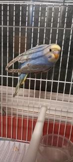 Paire d'arcs-en-ciel, Animaux & Accessoires, Oiseaux | Canaris