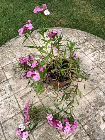 Dianthus  beschikbaar voor biedingen