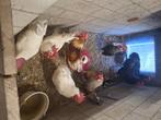 Kippen,hanen, Dieren en Toebehoren, Pluimvee, Mannelijk, Kip