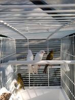 Japan Hoso - mannen, Dieren en Toebehoren, Vogels | Kanaries, Mannelijk, Postuurkanarie