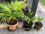 Trachycarpus fortunei, Enlèvement, Hiver, En pot, Palmier
