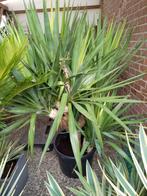 groene yucca, Ophalen