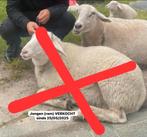 Schapen MET OORMERKEN! (RAM VERKOCHT!), Dieren en Toebehoren, Overige Dieren, Meerdere dieren