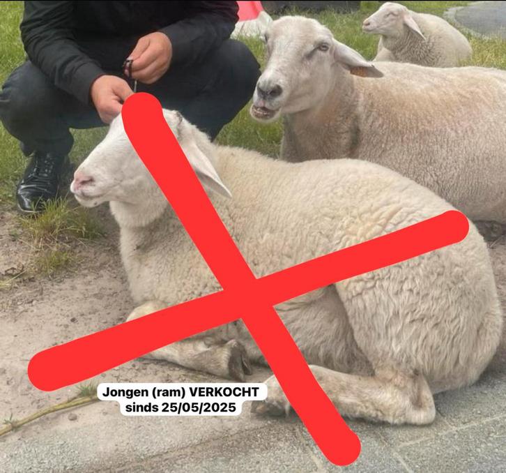Schapen MET OORMERKEN! (RAM VERKOCHT!), Dieren en Toebehoren, Overige Dieren, Meerdere dieren