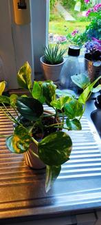 Epipremnum Aureum, Ophalen, Overige soorten, Halfschaduw, Minder dan 100 cm