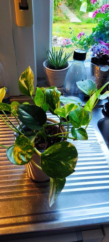 Epipremnum Aureum, Huis en Inrichting, Kamerplanten, Overige soorten, Minder dan 100 cm, Groene kamerplant, Halfschaduw, Ophalen