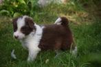 Border collie pups, verschillende kleuren, Dieren en Toebehoren, Honden | Herdershonden en Veedrijvers, België, CDV (hondenziekte)