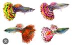 Guppy's, Dieren en Toebehoren, Vissen | Aquaria en Toebehoren, Ophalen