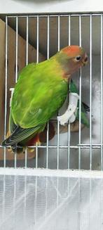 2 rosei collis, Dieren en Toebehoren, Vrouwelijk, Dwergpapegaai of Agapornis, Geringd