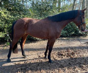 6 jarig springpaard merrie INSHALLA VD ZUUTHOEVE X RADJAH Z beschikbaar voor biedingen