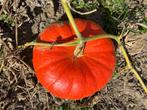 Grote pompoenen (0,5 EUR/kg), Ophalen