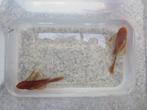 RED-Ancistrus-longfin-RODE per 2 stuks, Poisson, Poisson d'eau douce