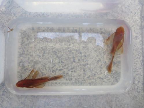 RED-Ancistrus-longfin-RODE per 2 stuks, Animaux & Accessoires, Poissons | Poissons d'aquarium, Poisson d'eau douce, Poisson