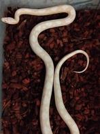 Corn Snake Snow (homme mûr), Serpent, 0 à 2 ans