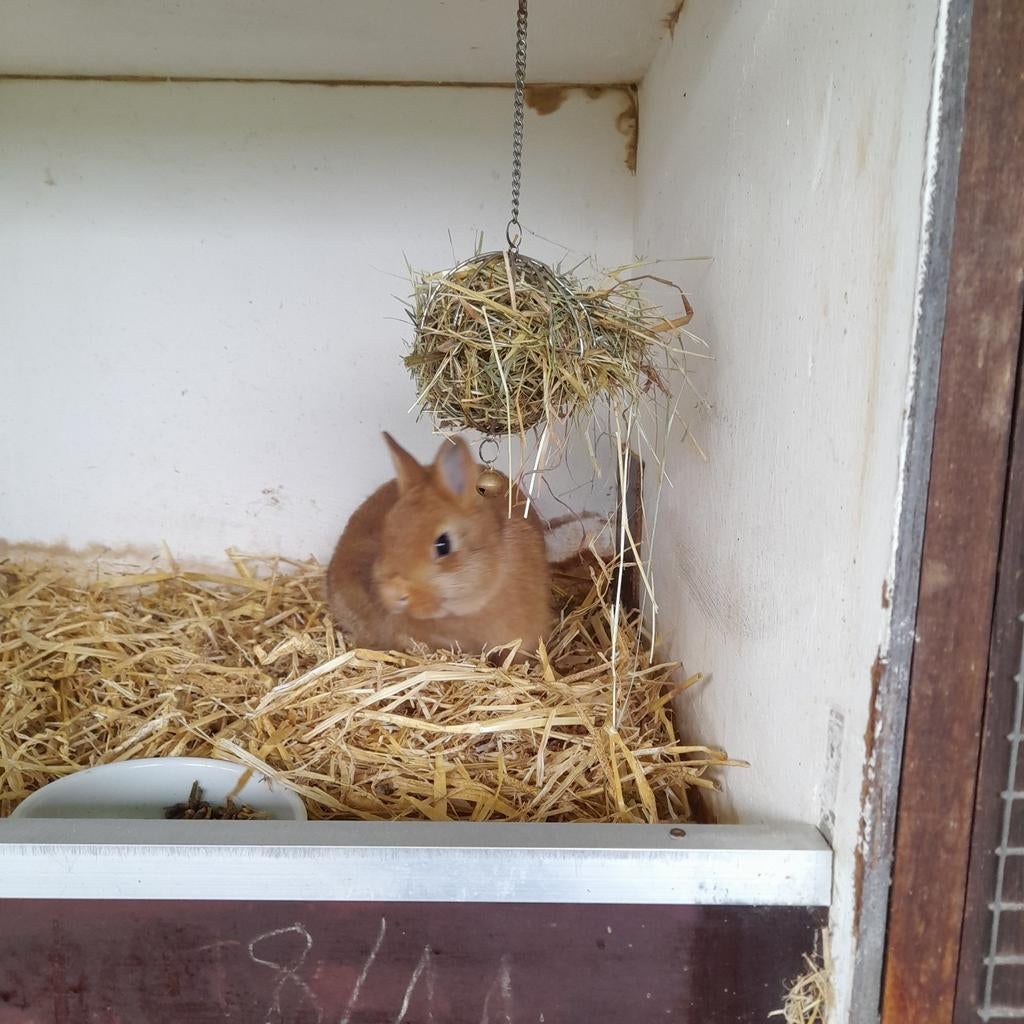 Kleurdwerg  haaskleurig (rammetje), Januari, Mannelijk