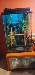 Morelia viridis 'Sorong' vrouw met terra, Dieren en Toebehoren, Slang, Met terrarium, 7 tot 10 jaar