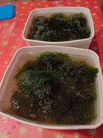 Christmas mos voor in aquarium, Dieren en Toebehoren, Ophalen, Zo goed als nieuw, Plant(en), Steen of Hout