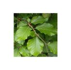 BEUK- LIGUSTER en MEIDOORN aan PROMOprijzen, Jardin & Terrasse, Plantes | Arbustes & Haies, Enlèvement, Troène