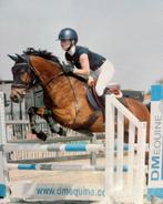 Halve / volledige stal gezocht voor D-pony regio Horebeke, Dieren en Toebehoren, Minder dan 160 cm, Gechipt, Ruin, Niet van toepassing