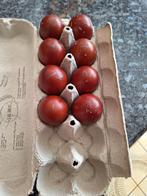 Broedeieren van marans tarwe, Dieren en Toebehoren, Pluimvee
