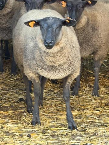 Bleu du Maine ooi en ramlammeren beschikbaar voor biedingen