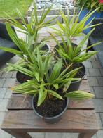 planten, Tuin en Terras, Overige soorten, Volle zon, Vaste plant, Ophalen of Verzenden