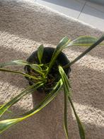 Sansevieria of vrouwentong, Enlèvement