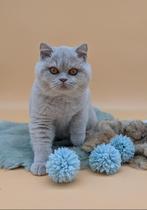 Brits korthaar fawn katertje. Een stevig beertje, Kater, Gechipt, 0 tot 2 jaar