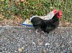 Australorp kriel haantjes zwart, splash en blauw, Dieren en Toebehoren, Pluimvee