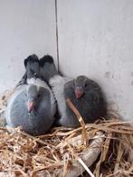 Koppel jongen !!!!!2026!!!!!!!, Dieren en Toebehoren, Postduif