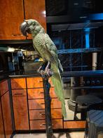 Bronzen papegaai (Ara), Antiquités & Art, Art | Sculptures & Bois, Enlèvement