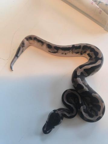 Axanthic vpi pied . beschikbaar voor biedingen