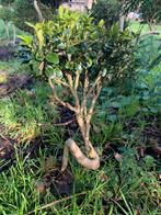 Mini buxus boompje met krul m, meer dan 25 jaar oud bonsai, Ophalen