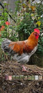 Blauwkoper marans haan uit donkere eieren, Dieren en Toebehoren, Pluimvee, Mannelijk, Kip