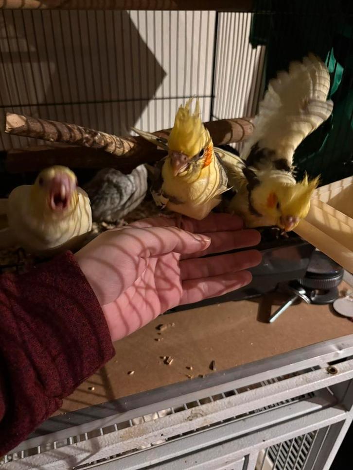 laatste jonge tamme valkparkiet, Animaux & Accessoires, Oiseaux | Perruches & Perroquets, Perruche, Plusieurs animaux, Domestique