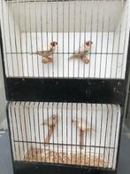 Koppel isabel bruin zebravinken, Dieren en Toebehoren, Geringd