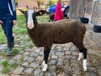 2 zwartbles rammen, Dieren en Toebehoren, Mannelijk, Schaap, 0 tot 2 jaar