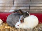 Jonge dwergkonijnen, Meerdere dieren, Dwerg, 0 tot 2 jaar