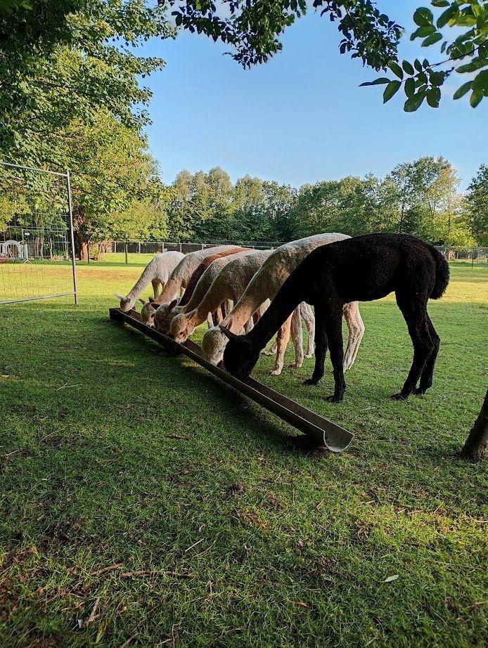 Stamboom-alpaca's te koop, Animaux & Accessoires, Animaux Autre, Plusieurs animaux, Juillet