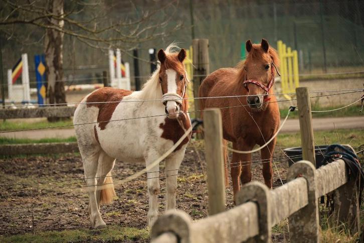 Halve stal gezocht !, Dieren en Toebehoren, Pony's, Meerdere dieren, Niet van toepassing, D pony (1.37m tot 1.48m), Recreatiepony