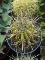 planten, Cactus, Ophalen of Verzenden, In pot
