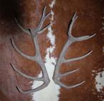 Groot paar EDELHERT GEWEI  STANGEN - 16-ender - ref. G, Enlèvement, Utilisé, Cerf, Bois ou Tête