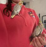 Handtamme valkparkieten, Dieren en Toebehoren, Vogels | Parkieten en Papegaaien, Tam