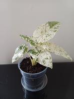 Alocasia macrorrhiza splash, Ophalen of Verzenden