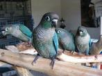 Je recherche une femelle Pyrrhura turquoise de 2023/2022, Perruche, Bagué, Femelle