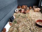 Jonge cavia beertjes, Dieren en Toebehoren, Knaagdieren, Cavia, Augustus, Mannelijk, Tam